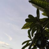 お茶を嗜むのは贅沢
