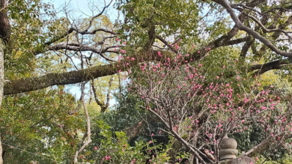 医療費のお知らせ～医療費控除あるある