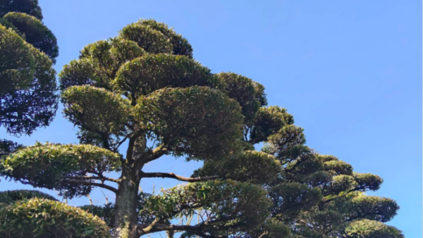 2025確定申告あるある～消費税・住民税